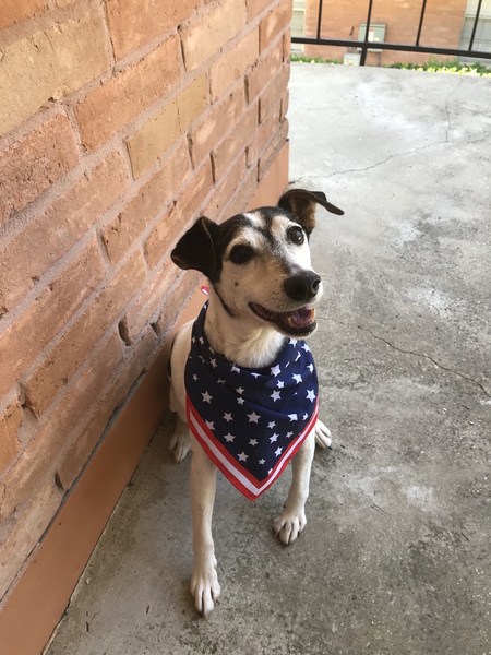 Entry image for Roscoe. Clicking this image will show a larger photo