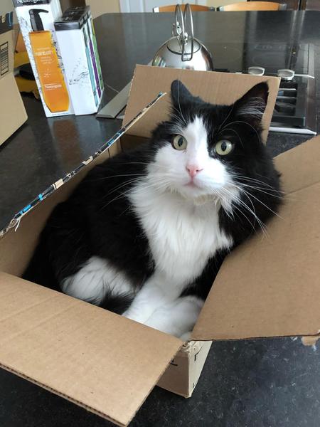 Entry image for Oreo. Clicking this image will show a larger photo