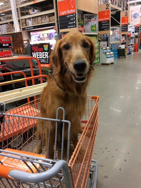 Entry image for Joey. Clicking this image will show a larger photo