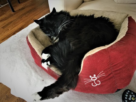 Entry image for Frankie. Clicking this image will show a larger photo