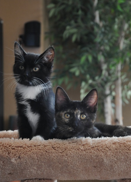 Entry image for Harley and Kate. Clicking this image will show a larger photo