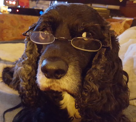 Entry image for Cota. Clicking this image will show a larger photo