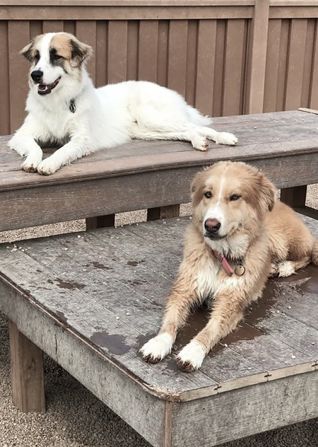 Entry image for Kylo and Luna. Clicking this image will show a larger photo