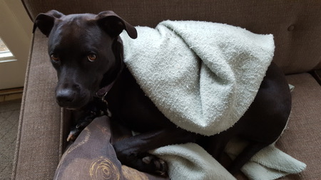 Entry image for Janie. Clicking this image will show a larger photo