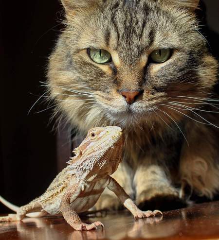 Entry image for Nitro  (beardie is Rowan). Clicking this image will show a larger photo