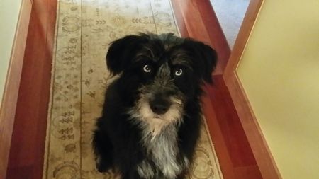 Entry image for Hogan. Clicking this image will show a larger photo