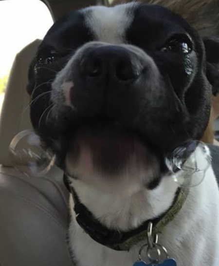 Entry image for Norman. Clicking this image will show a larger photo