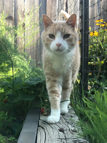 Entry image for Theodore (Teddy). Clicking this image will show a larger photo