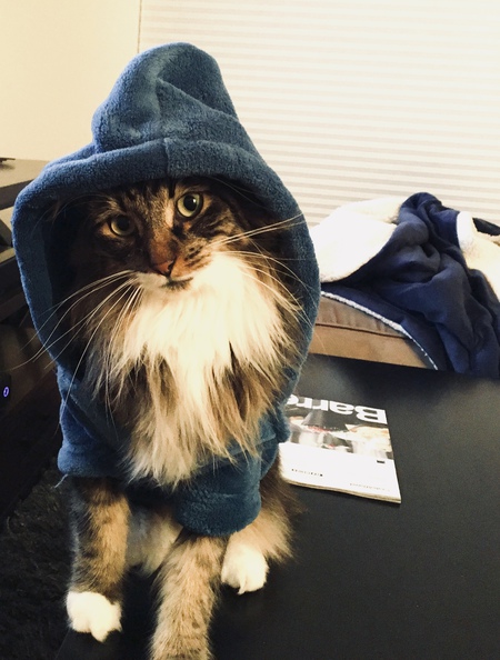 Entry image for Finley. Clicking this image will show a larger photo