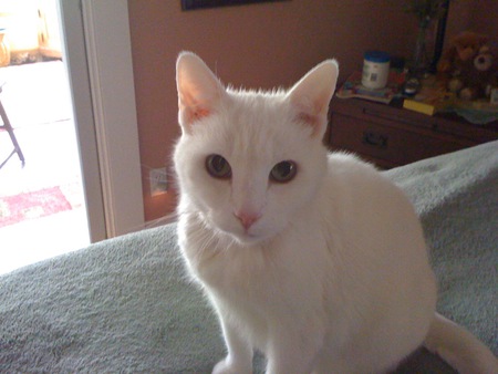 Entry image for Snow-ee. Clicking this image will show a larger photo