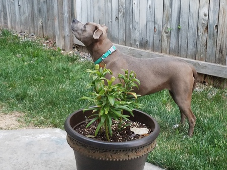 Entry image for Lucy. Clicking this image will show a larger photo