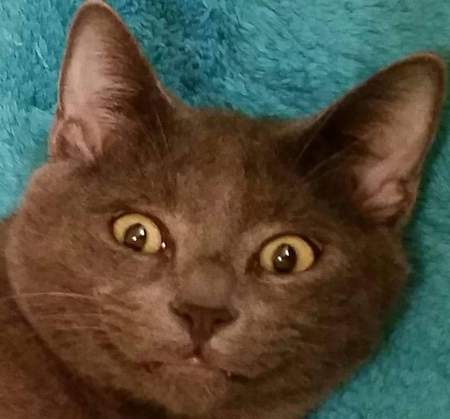 Entry image for Garrus. Clicking this image will show a larger photo