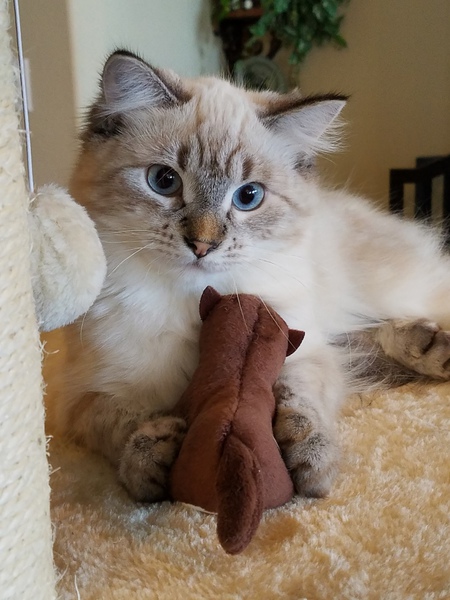 Entry image for WILLOW. Clicking this image will show a larger photo