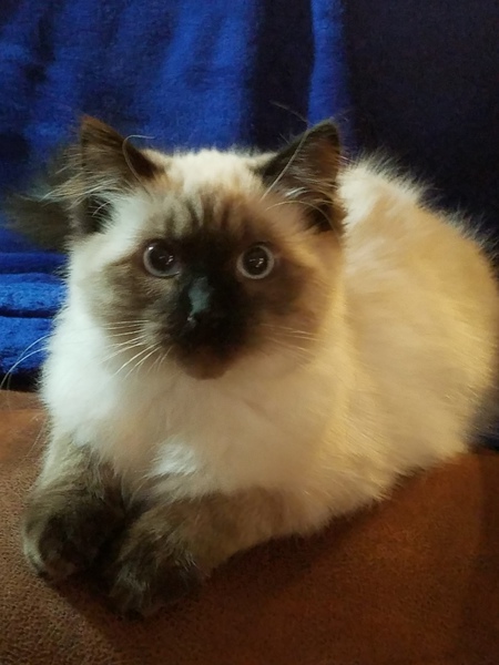 Entry image for BAILEY. Clicking this image will show a larger photo