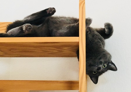 Entry image for Flint. Clicking this image will show a larger photo