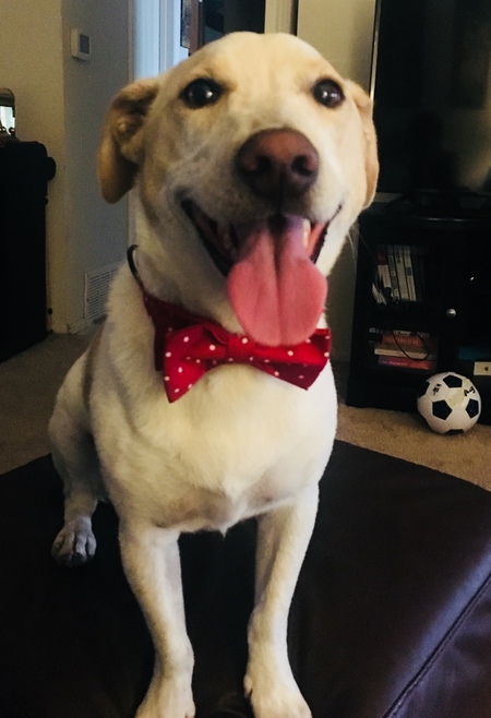 Entry image for Mr. Artie Pants. Clicking this image will show a larger photo