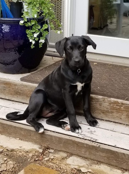 Entry image for Pixal Phi. Clicking this image will show a larger photo