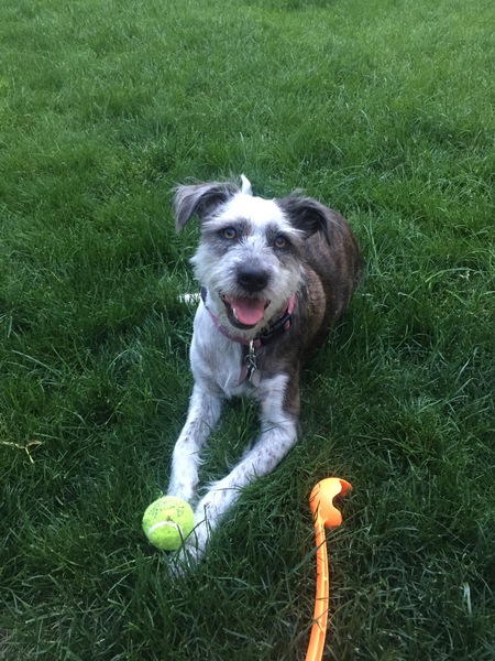 Entry image for Ziggy. Clicking this image will show a larger photo