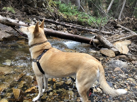 Entry image for Nala. Clicking this image will show a larger photo