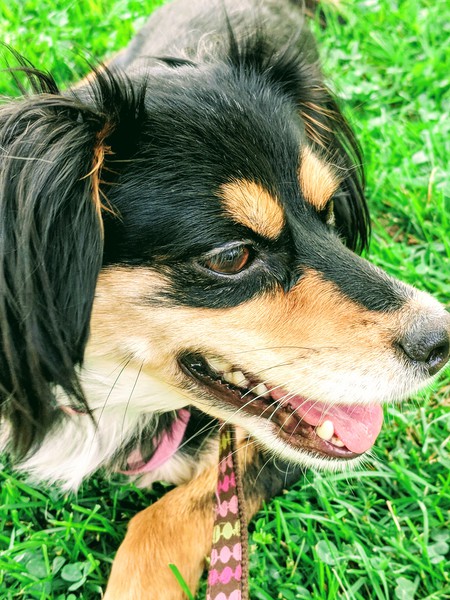 Entry image for Phoebe. Clicking this image will show a larger photo