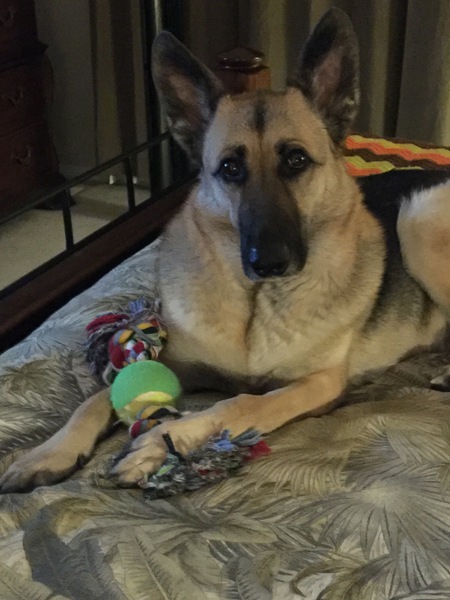 Entry image for Stella. Clicking this image will show a larger photo