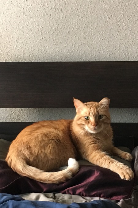 Entry image for Sieger . Clicking this image will show a larger photo