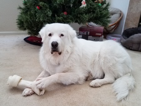 Entry image for Andre. Clicking this image will show a larger photo