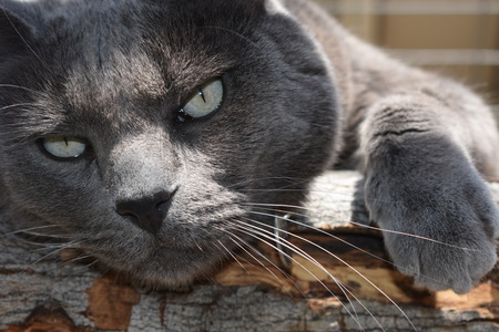 Entry image for Josh Winx. Clicking this image will show a larger photo