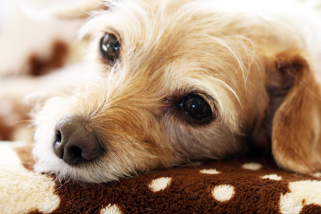 Entry image for Kizzie (aka Kismet). Clicking this image will show a larger photo