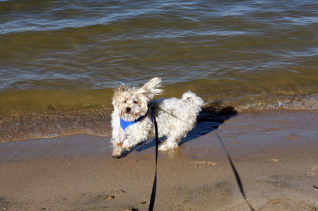 Entry image for Koko. Clicking this image will show a larger photo