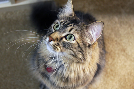 Entry image for Kazz. Clicking this image will show a larger photo