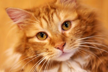 Entry image for Kukki (Cookie in Japanese). Clicking this image will show a larger photo