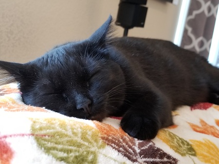 Entry image for Squeak. Clicking this image will show a larger photo