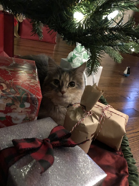 Entry image for Chloe. Clicking this image will show a larger photo