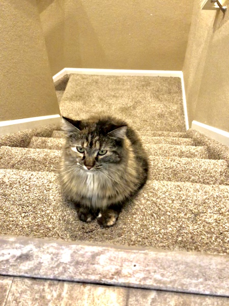 Entry image for Jingles. Clicking this image will show a larger photo