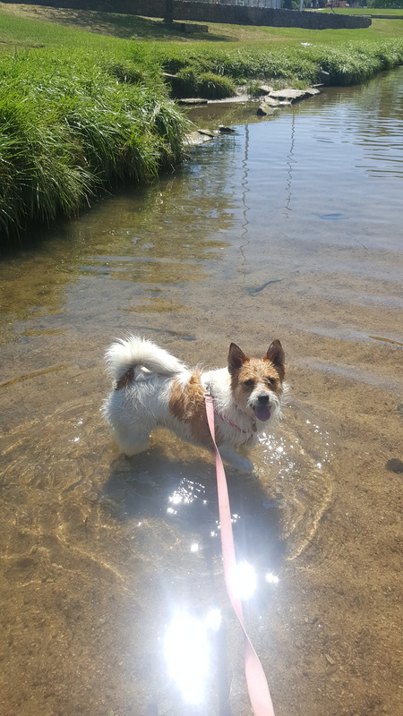 Entry image for Gracie. Clicking this image will show a larger photo