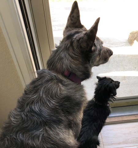 Entry image for Calli and Beau. Clicking this image will show a larger photo