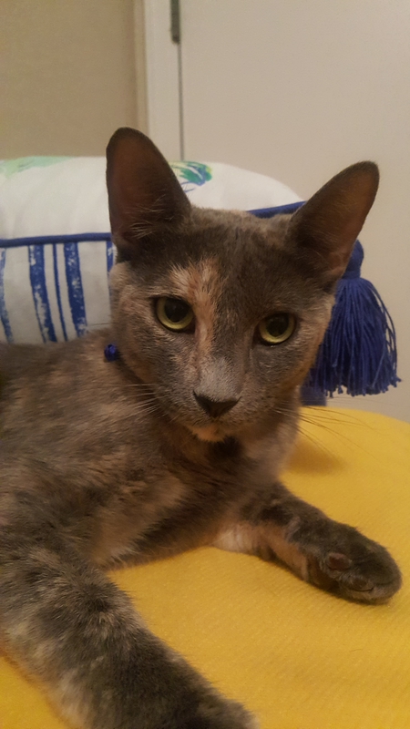 Entry image for Monet. Clicking this image will show a larger photo