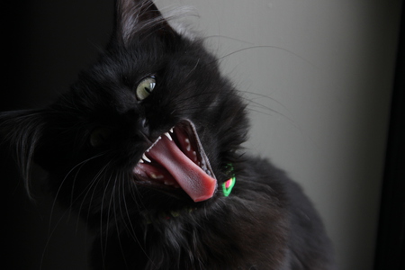 Entry image for Macaroni. Clicking this image will show a larger photo