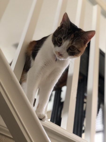 Entry image for Skittles. Clicking this image will show a larger photo