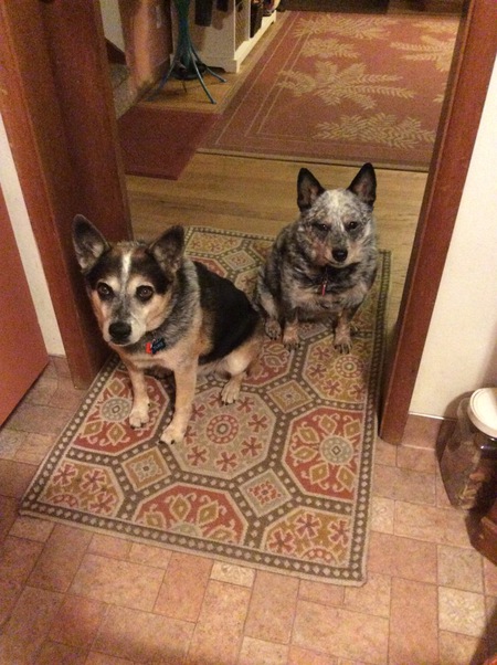 Entry image for Tuke and Foxy. Clicking this image will show a larger photo