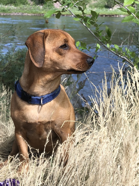 Entry image for Amos. Clicking this image will show a larger photo