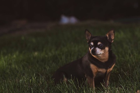 Entry image for Sookie. Clicking this image will show a larger photo