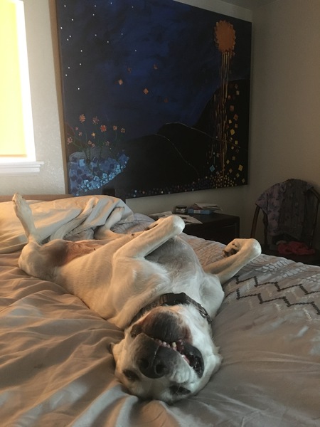 Entry image for Zoey. Clicking this image will show a larger photo