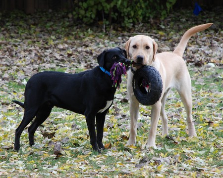 Brody and Packer