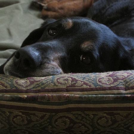 Sophie