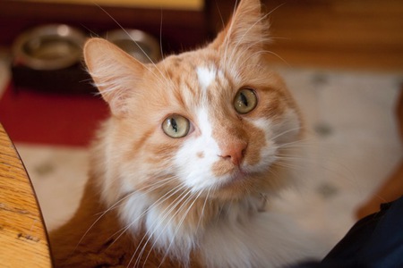 Rufus