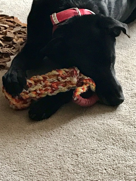 Sawyer
