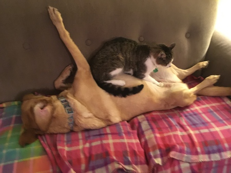 Juno the Cat and Ginger the Dog