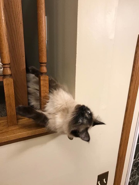 Alice